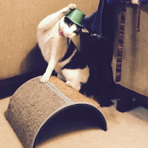 Meet your Posher, Sarah Elizabeth - Picture 5 of 5